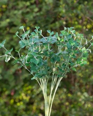 Artificial Bunch Small Ivy Leaves