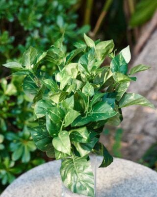 Artificial Variegated Leaves Foliage